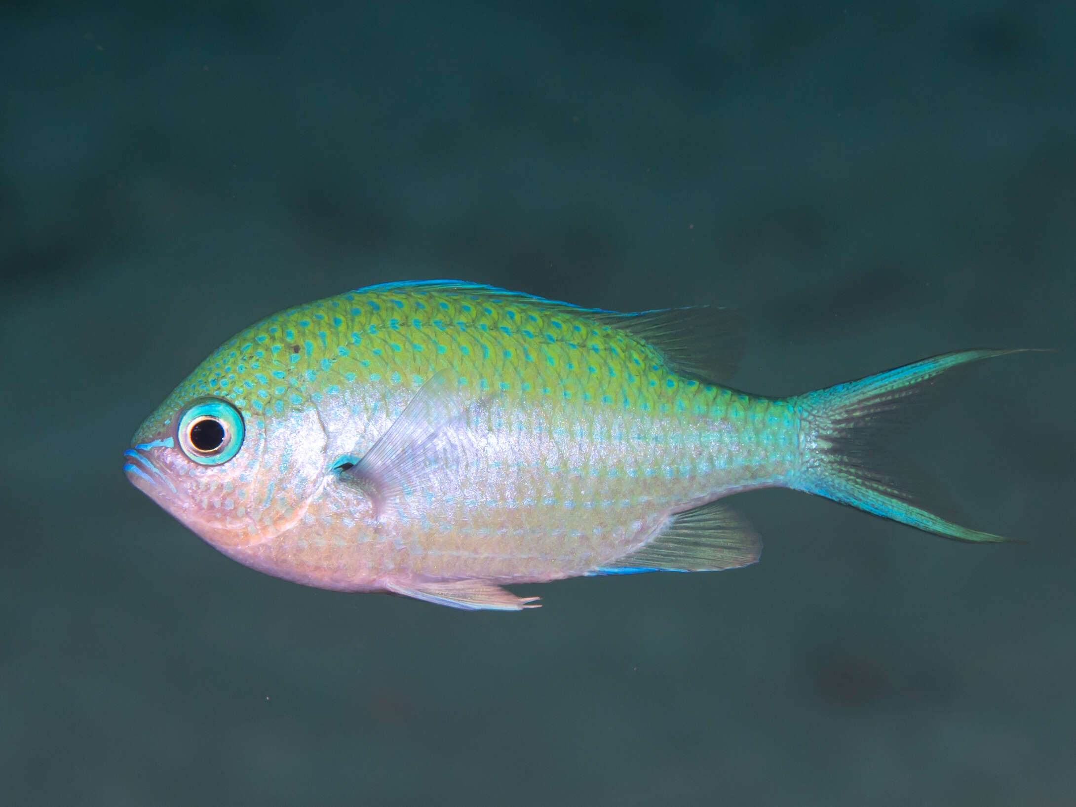 Image of Black-axil chromis