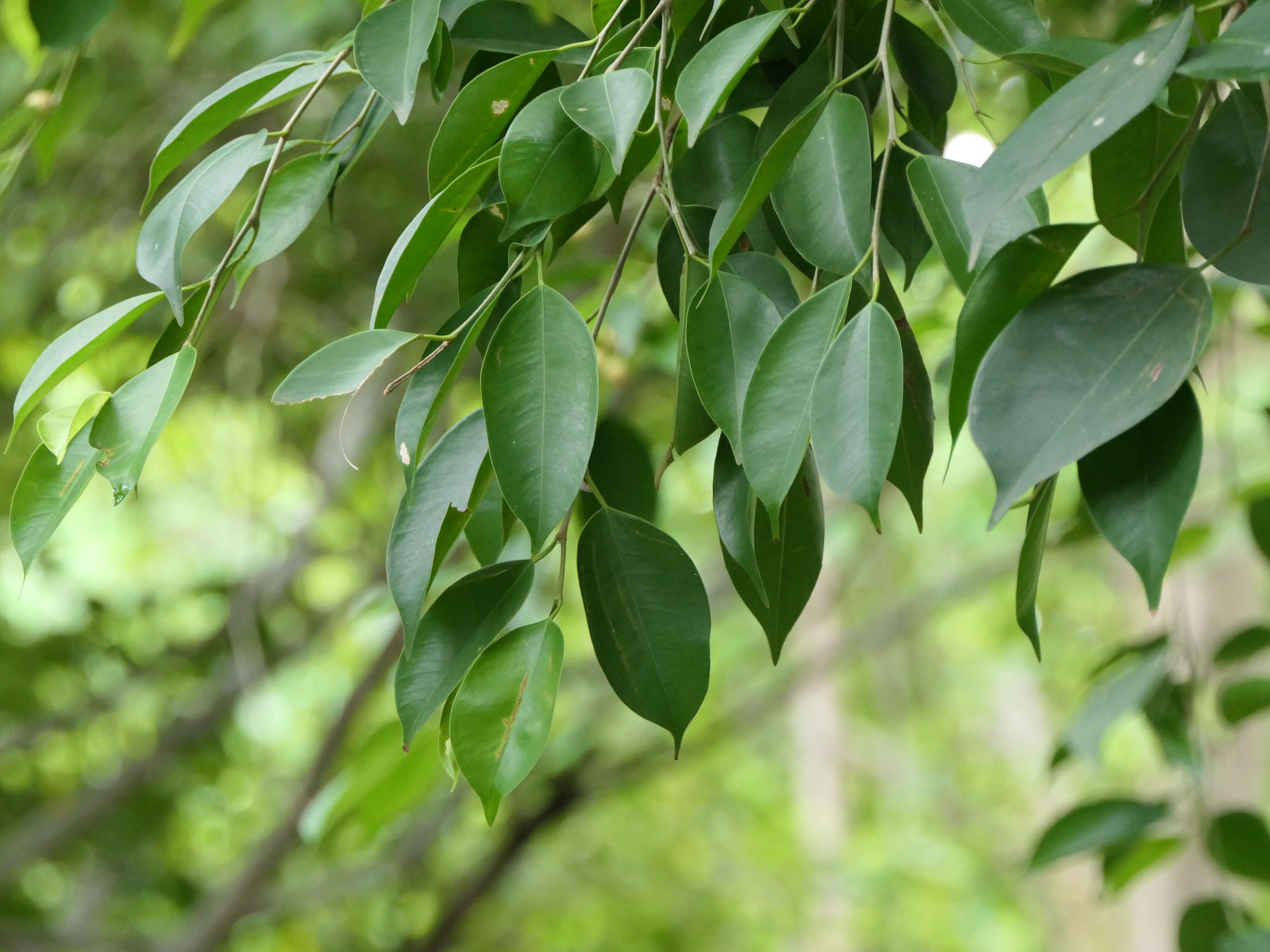 Imagem de Ficus benjamina L.