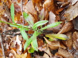 صورة Leucanthemum ircutianum (Turcz.) DC.