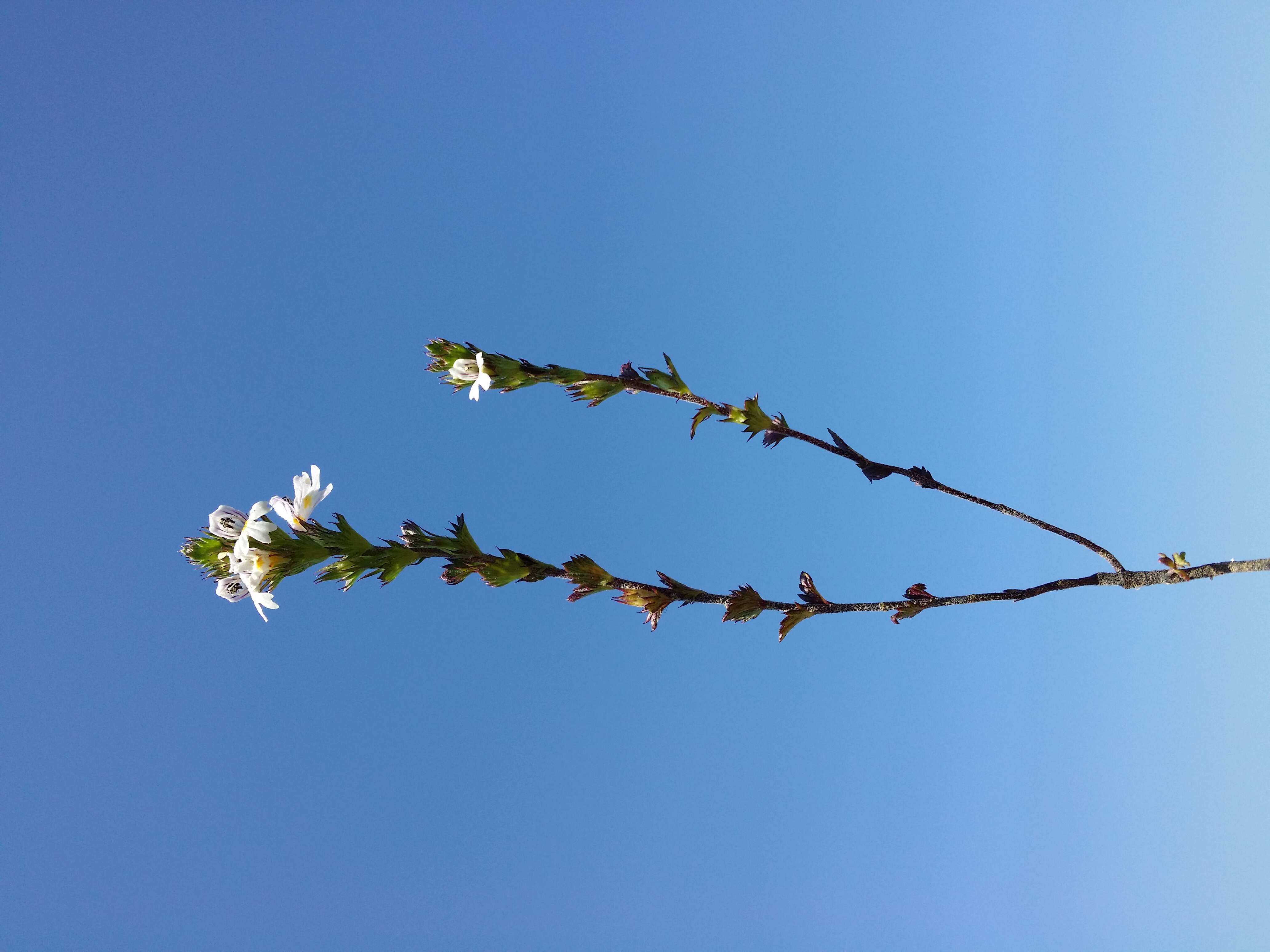 Imagem de Euphrasia stricta D. Wolff ex J. F. Lehm.