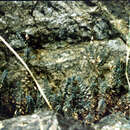 Image of Hypericum collenettiae N. K. B. Robson