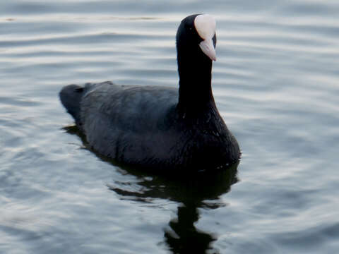 Image of Common Coot