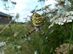 Image of Barbary Spider