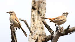 Image of Kalahari Scrub Robin