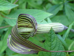 Image of Jack in the pulpit