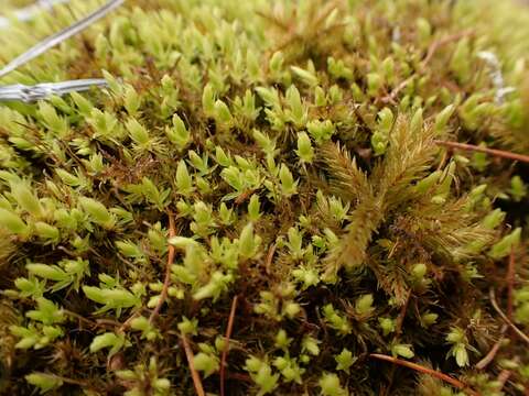 Image of aulacomnium moss