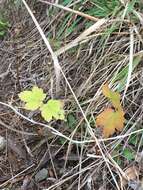 Imagem de Acer pseudoplatanus L.