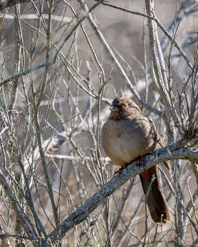 Image of California Towhee