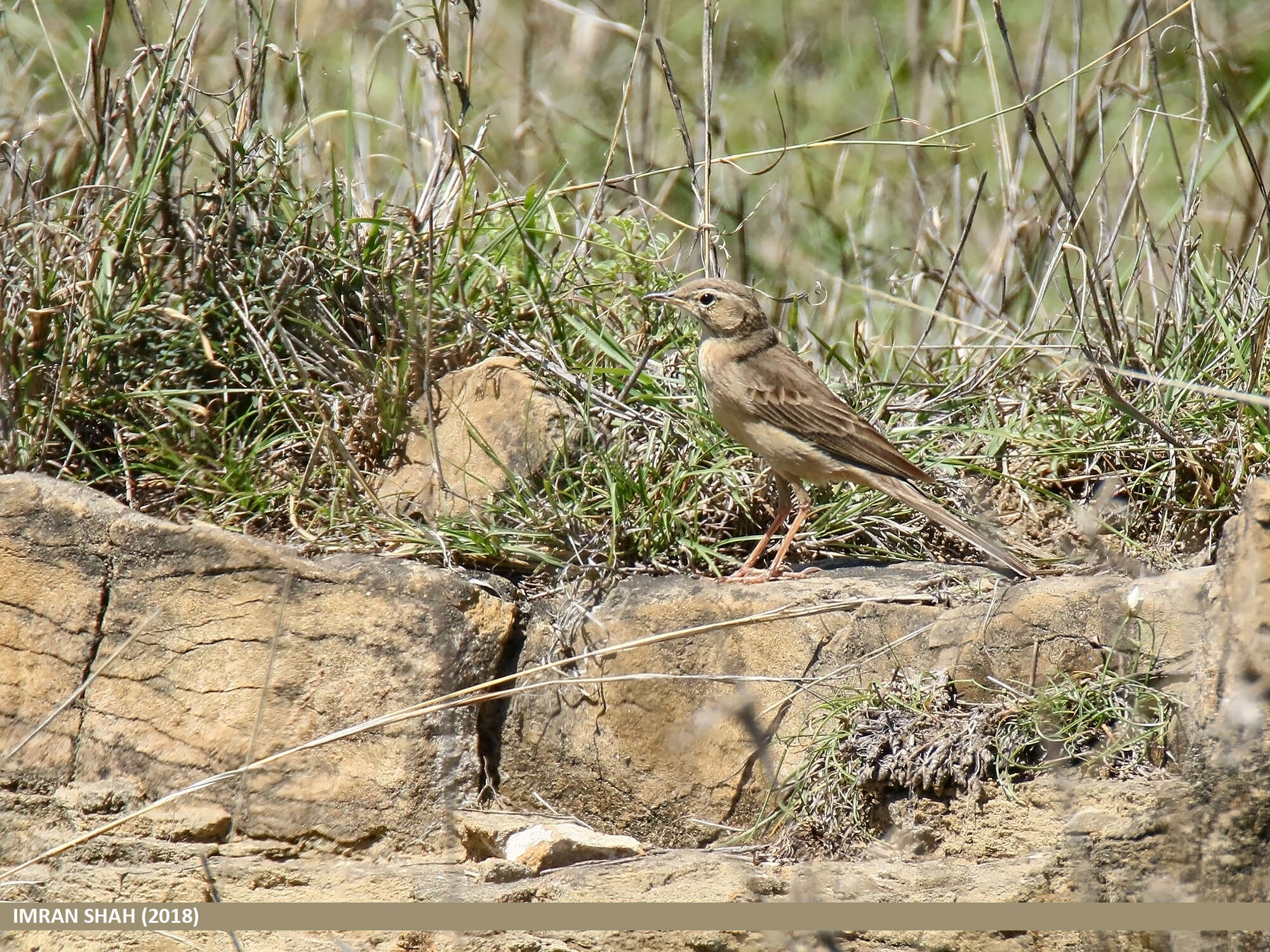 Image of Tawny Pipit