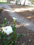 Image of Arum lily