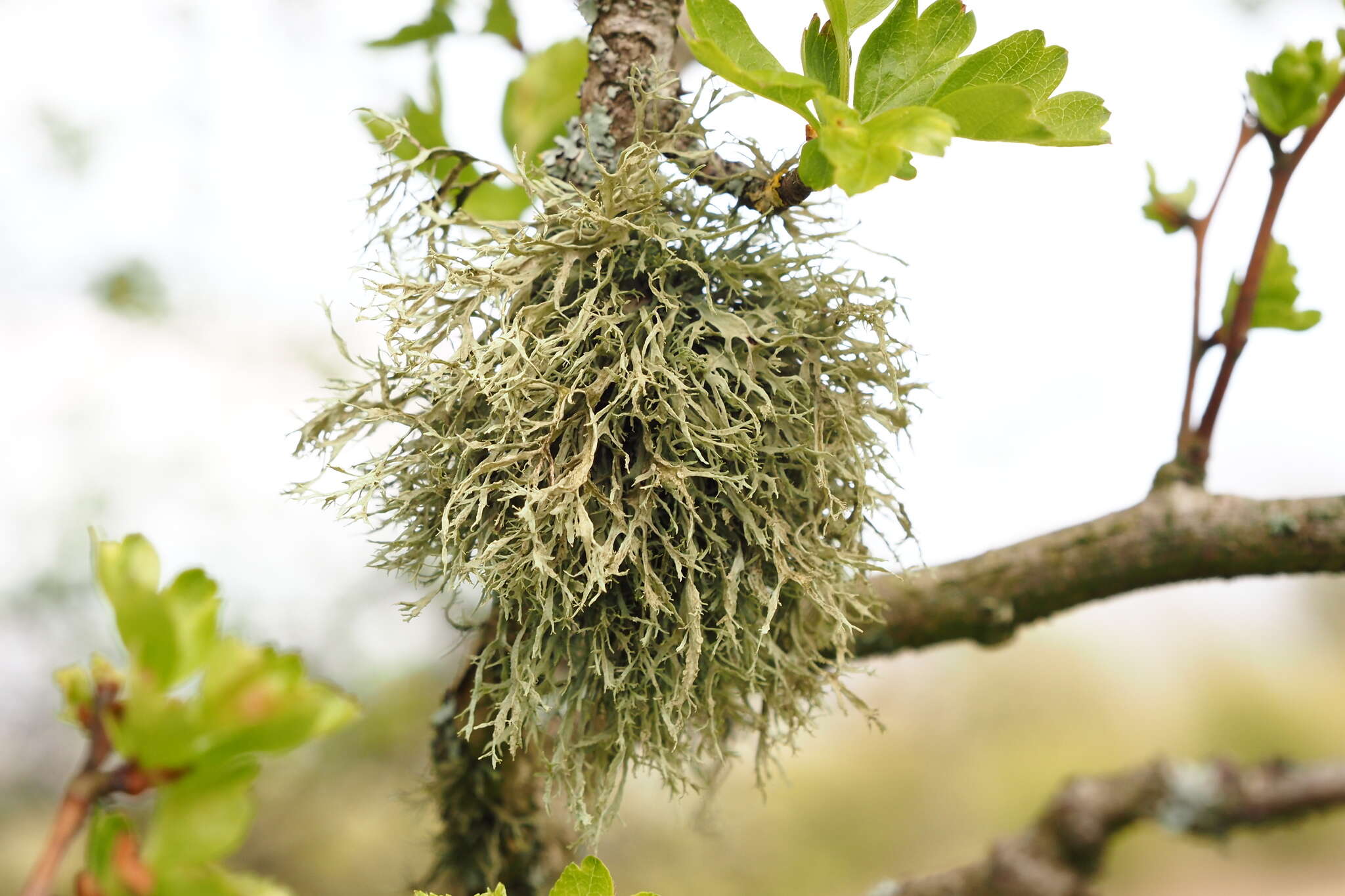 Image of farinose cartilage lichen