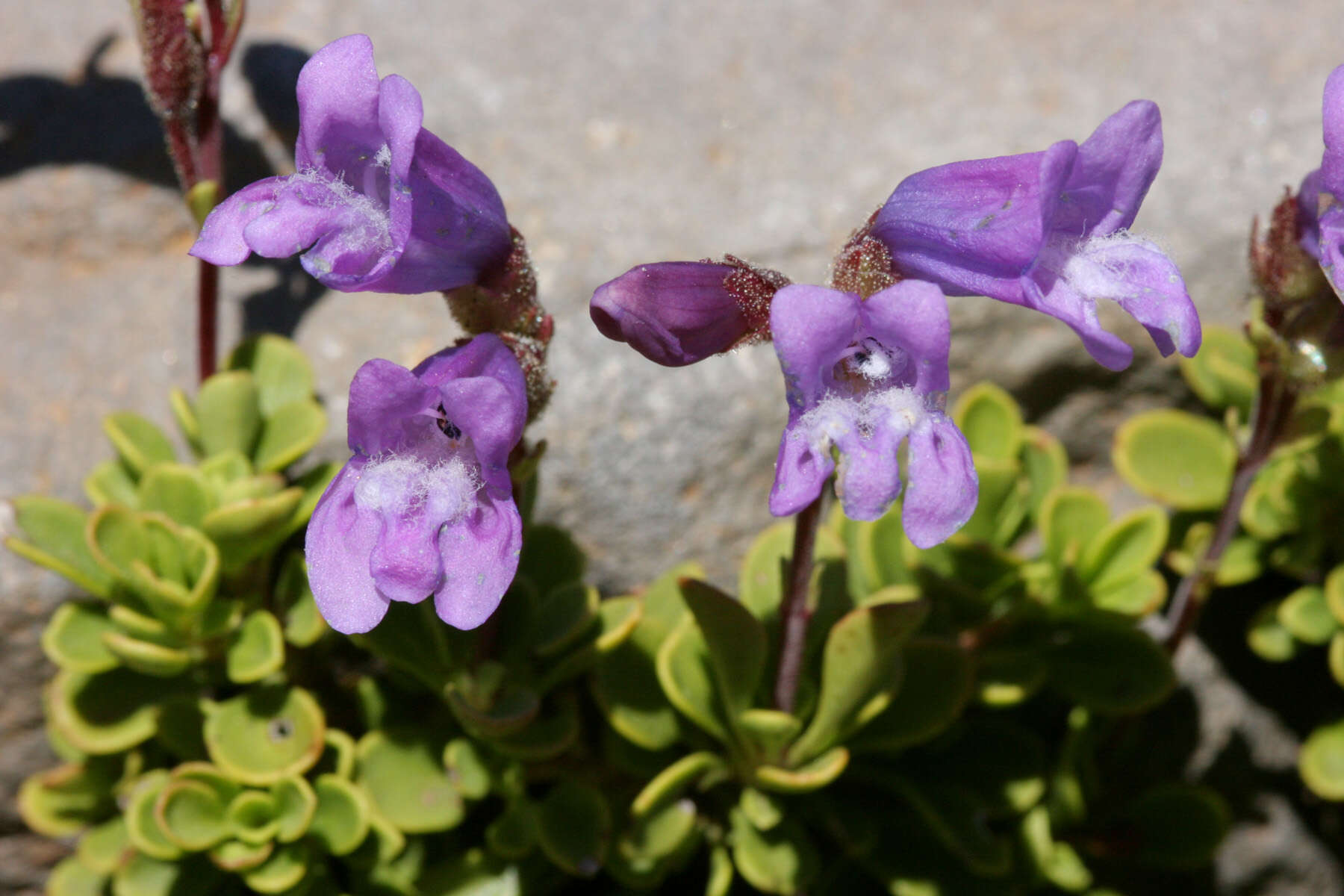 Image of Davidson's penstemon