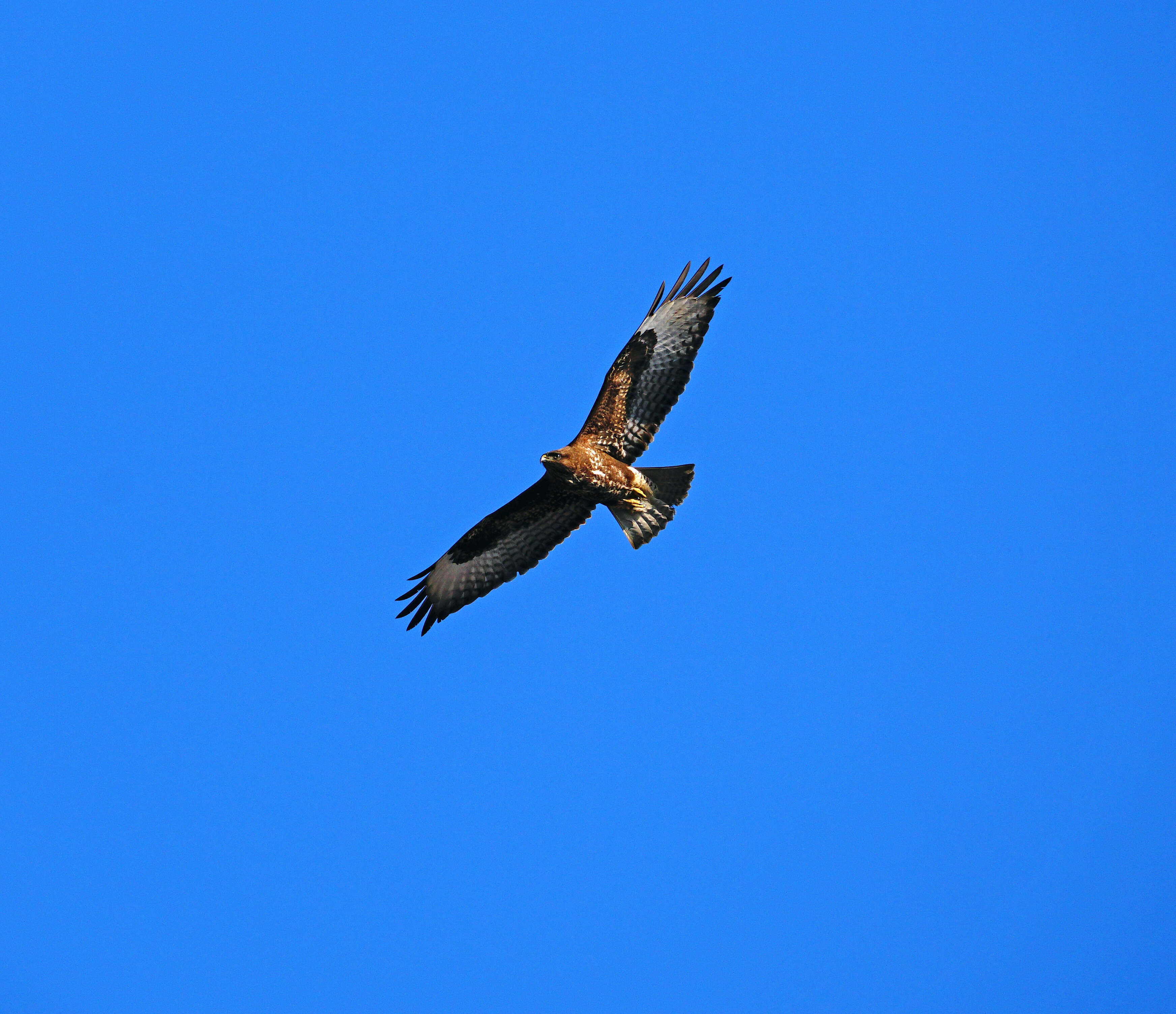 Image of Common Buzzard