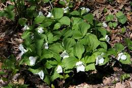 Imagem de Trillium grandiflorum (Michx.) Salisb.