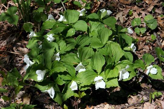 Image of White trillium