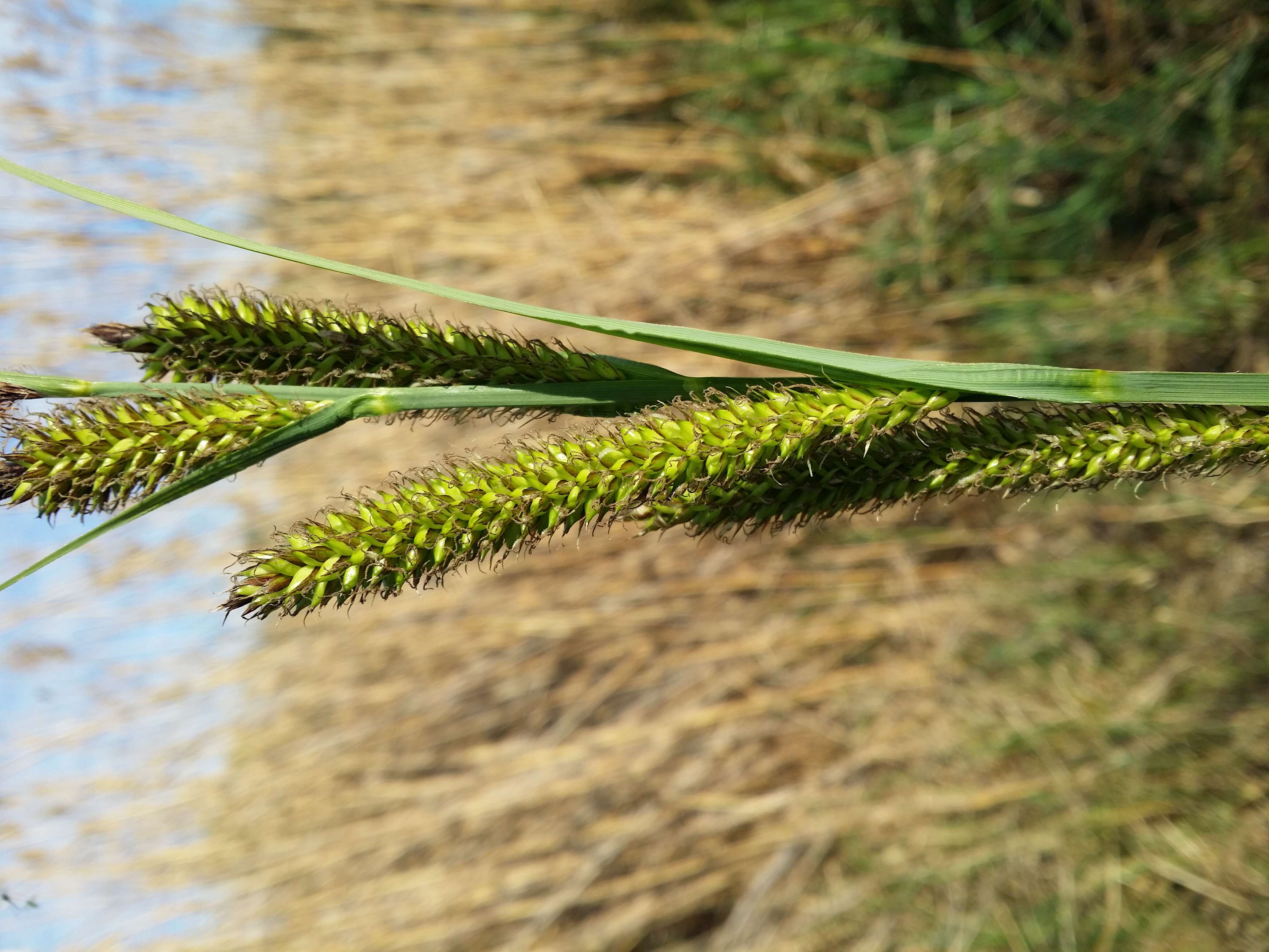 Image of Greater Pond-Sedge