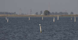 Image of Sandwich Tern