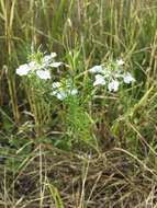 Nigella arvensis L. resmi