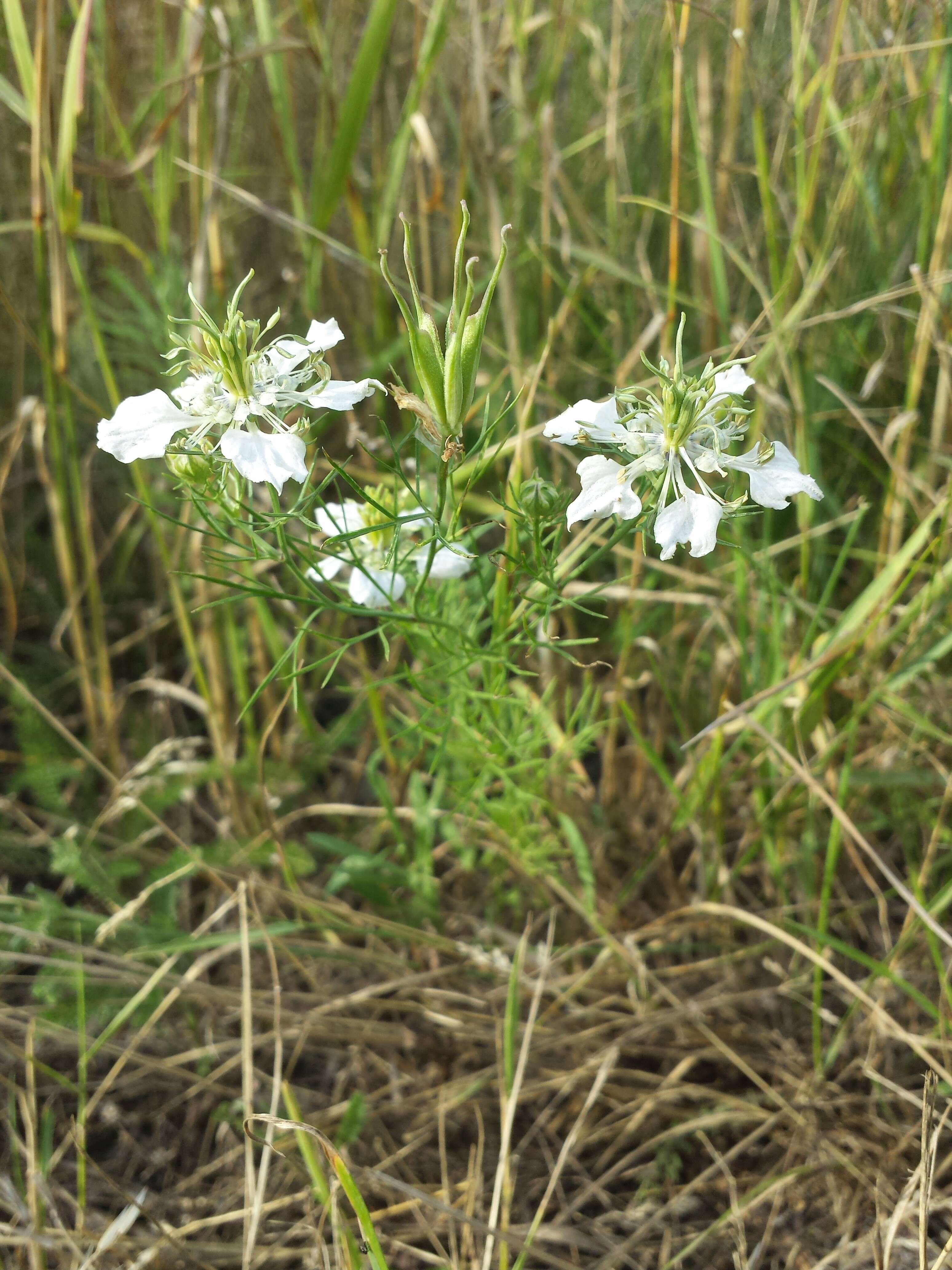 Nigella arvensis L. resmi