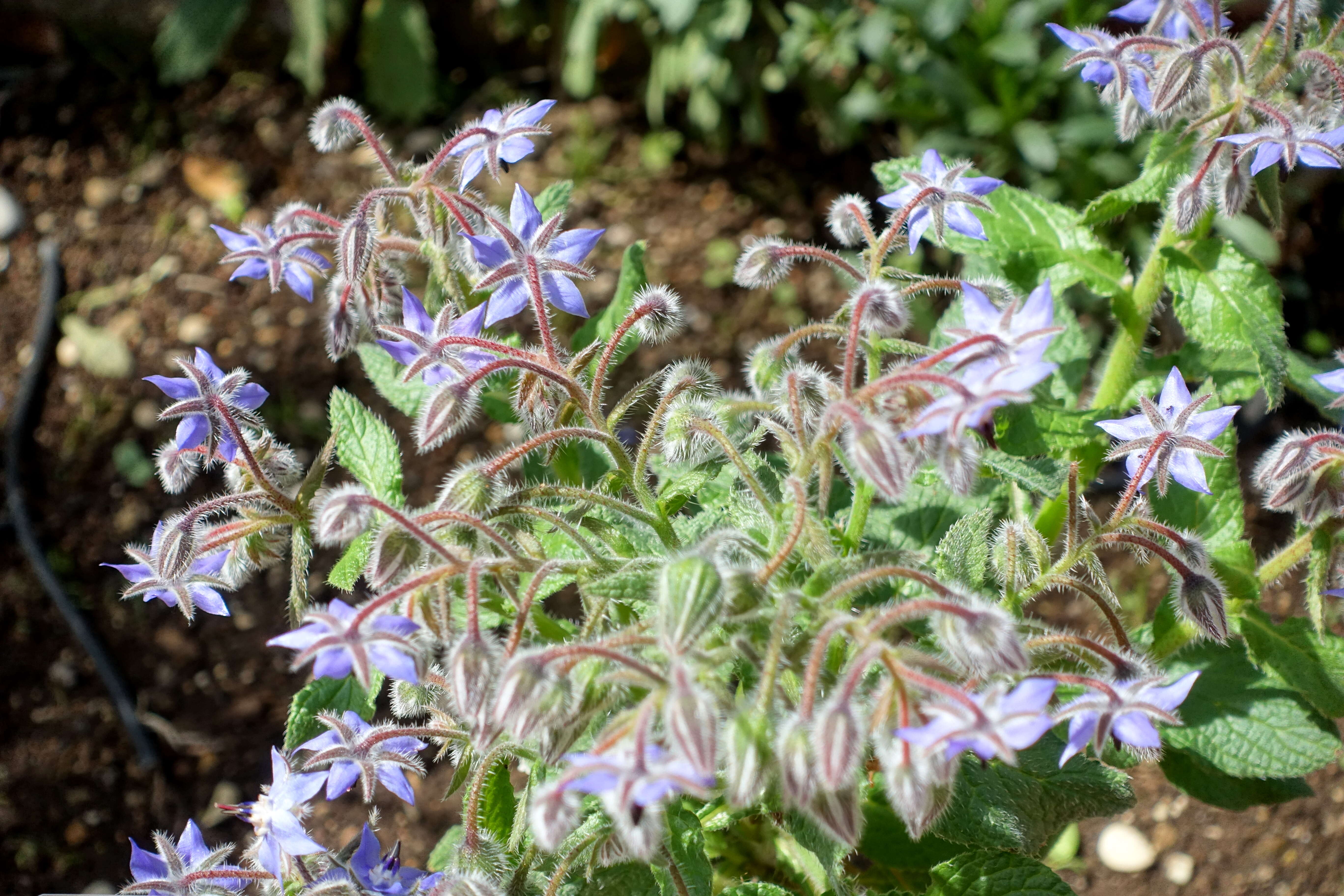 Image of borage