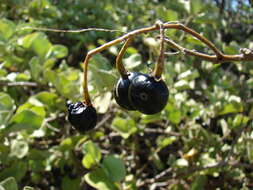 Image de Solanum nelsonii Dun.