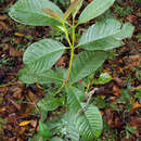 Image of Syzygium stocksii (Duthie) Gamble