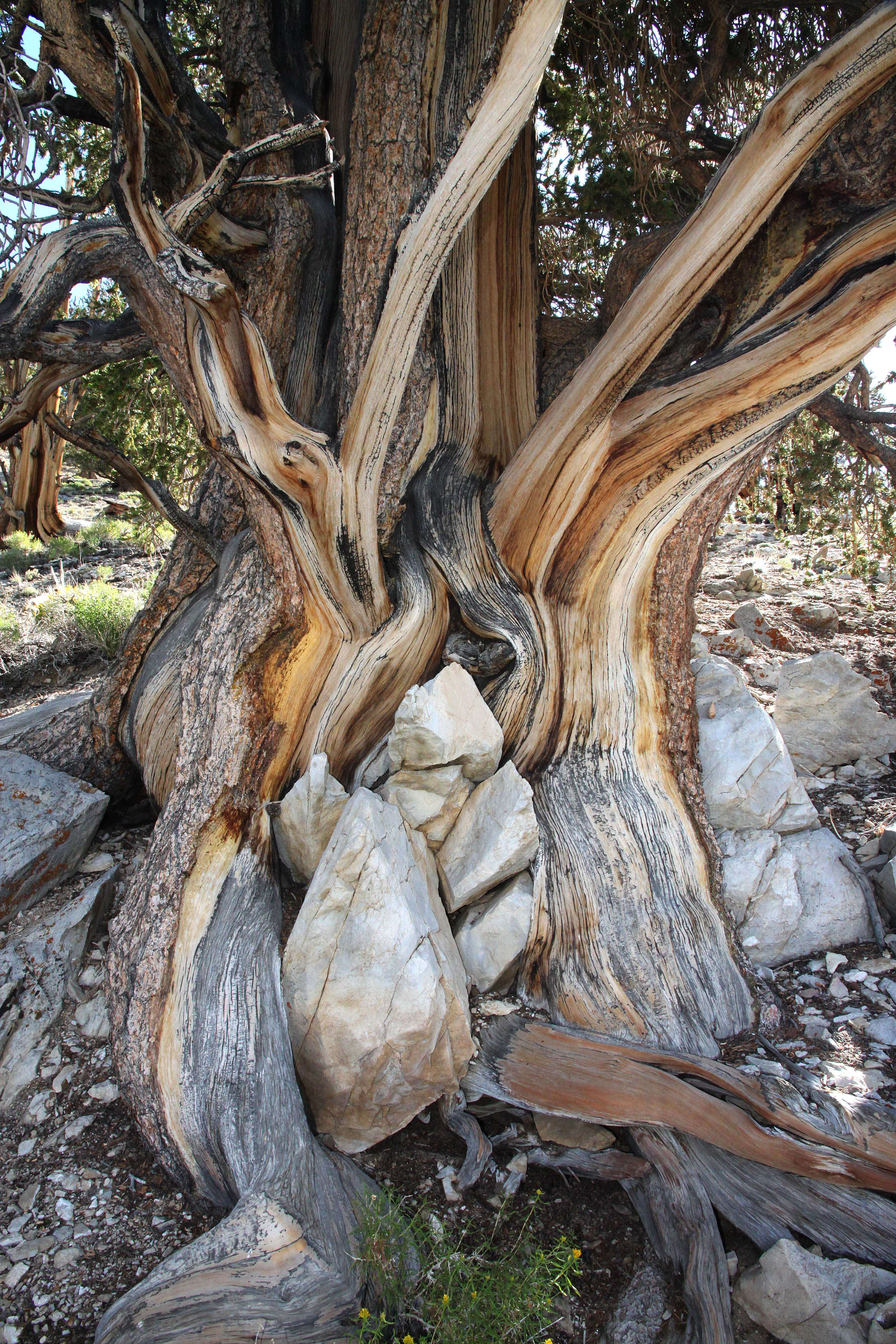 Image of Great Basin bristlecone pine