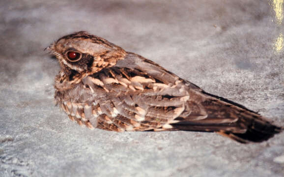 Image of Indian Nightjar