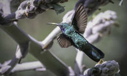 Colibri coruscans (Gould 1846) resmi