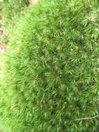 Image of Broom Moss