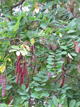 Image of black locust