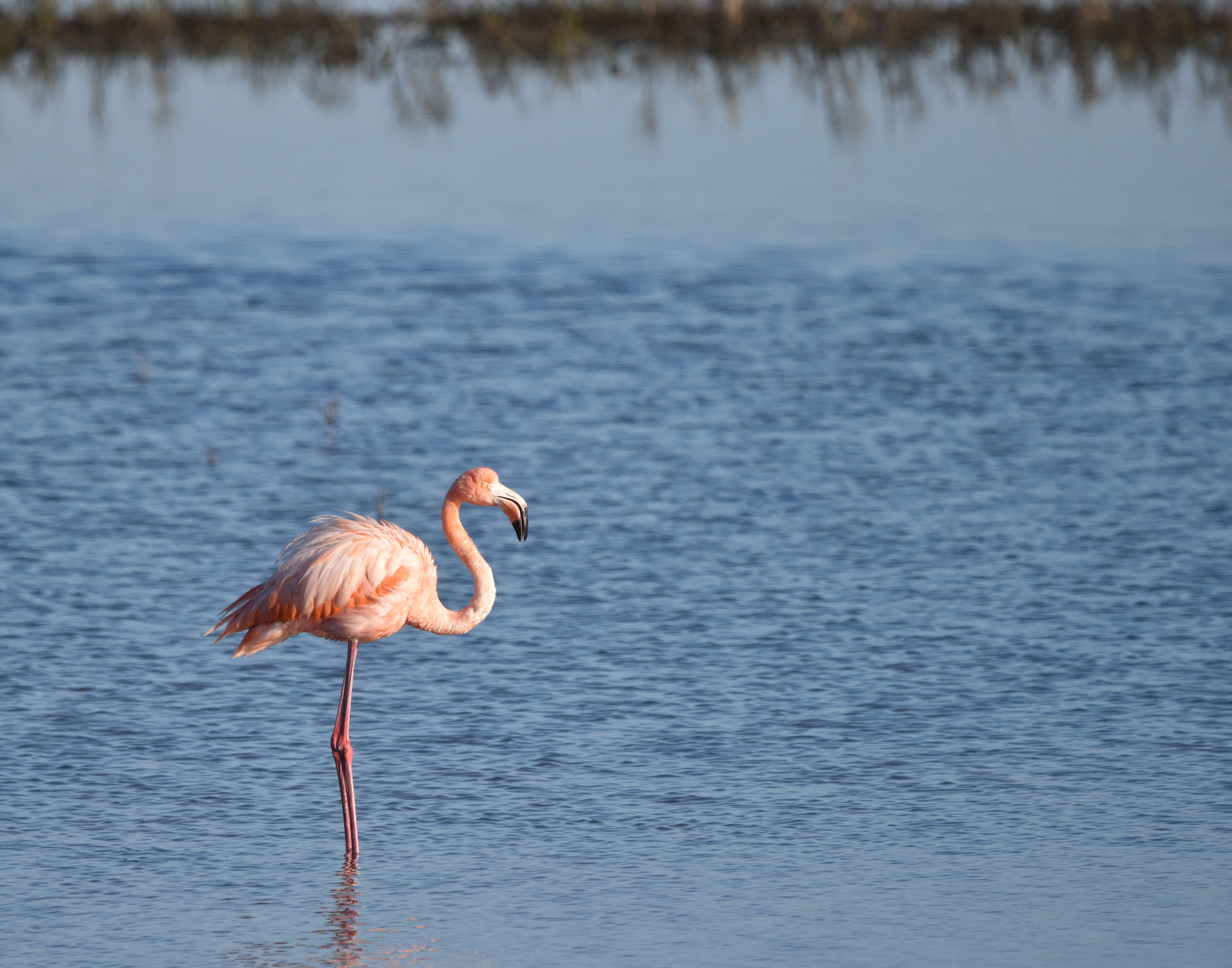 Слика од Phoenicopterus ruber Linnaeus 1758