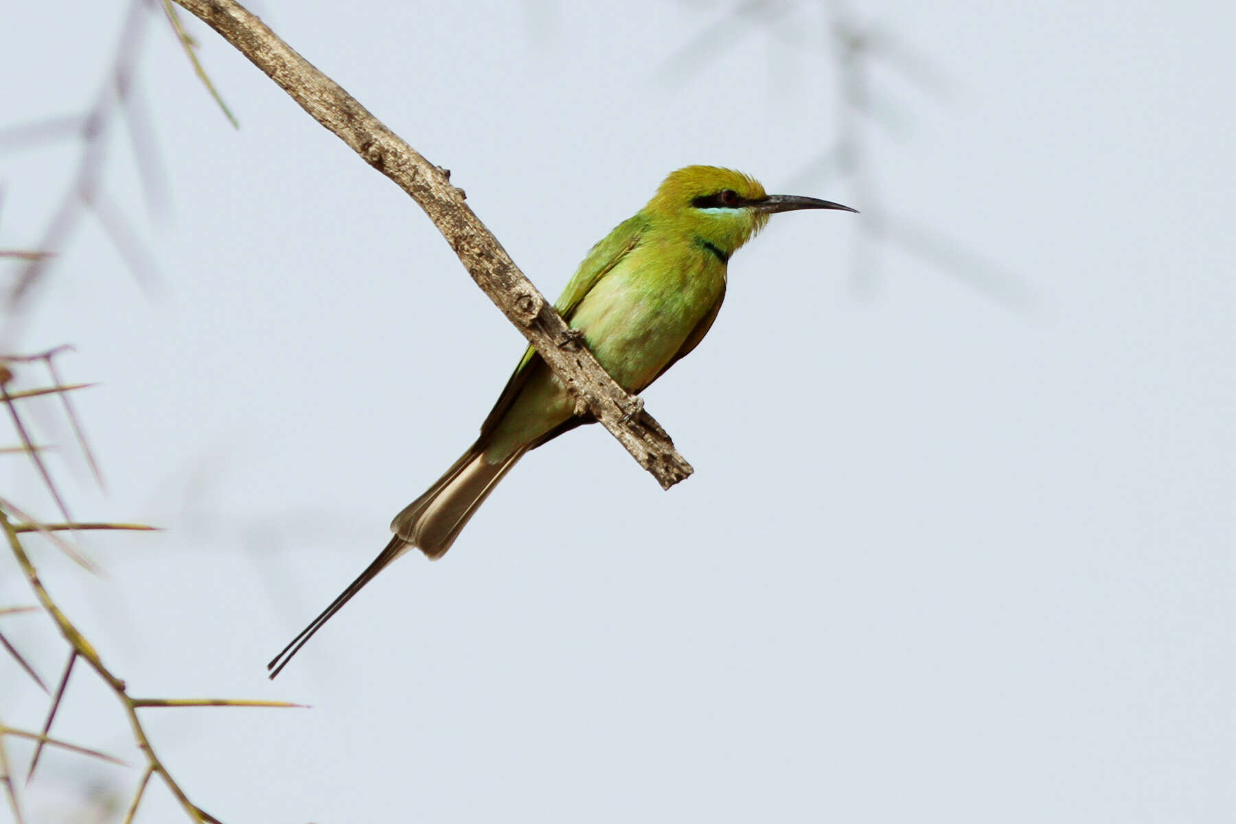 Image of Merops viridissimus