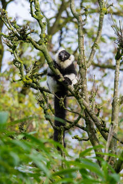 Image of Black-and-white Ruffed Lemur