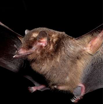 Image of Tailed Tailless Bat