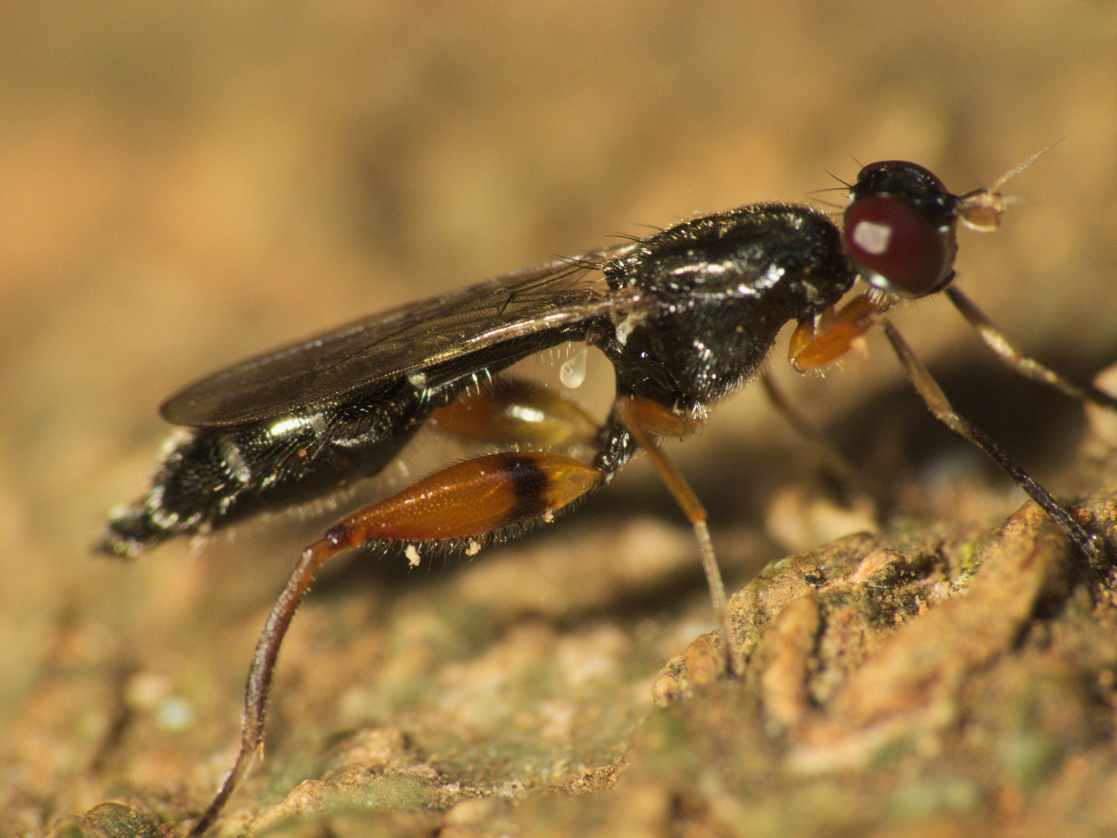 Image of Megamerinidae