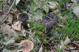 Слика од Strobilomyces strobilaceus (Scop.) Berk. 1851