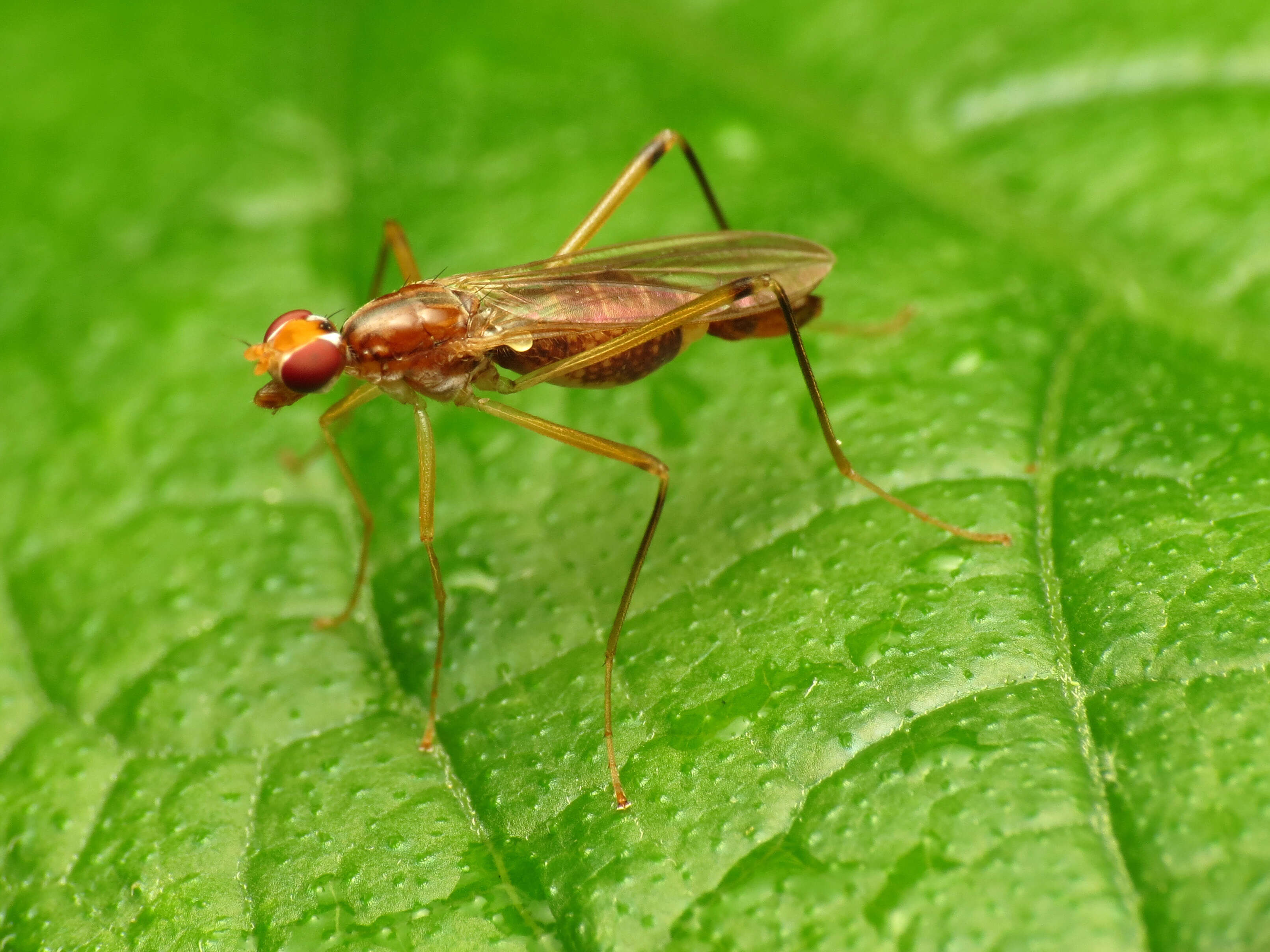 Image of stilt-legged flies