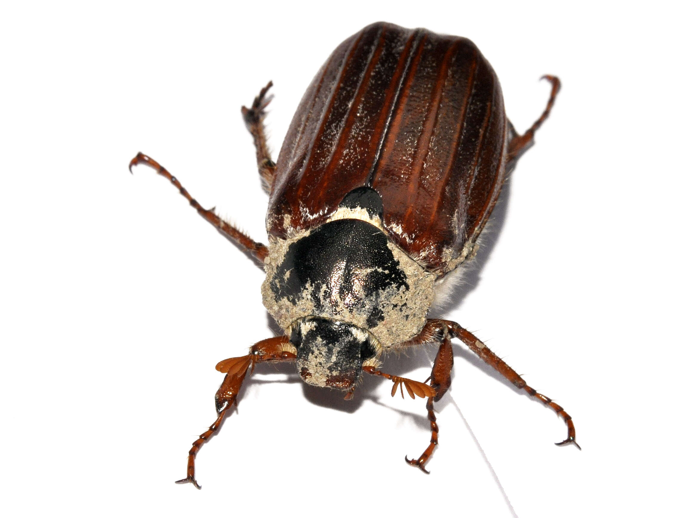 Image of Common cockchafer