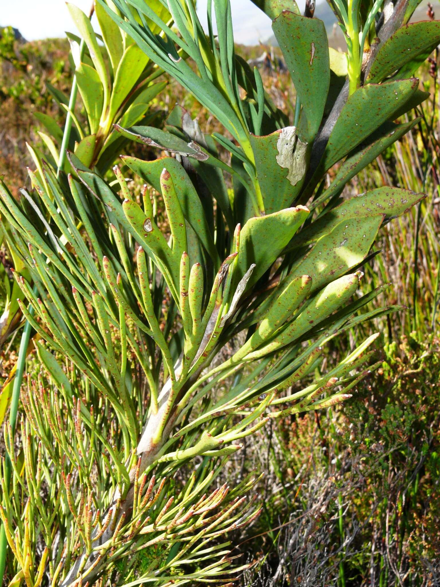 Image of Bottlebush