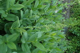 صورة Veratrum californicum Durand