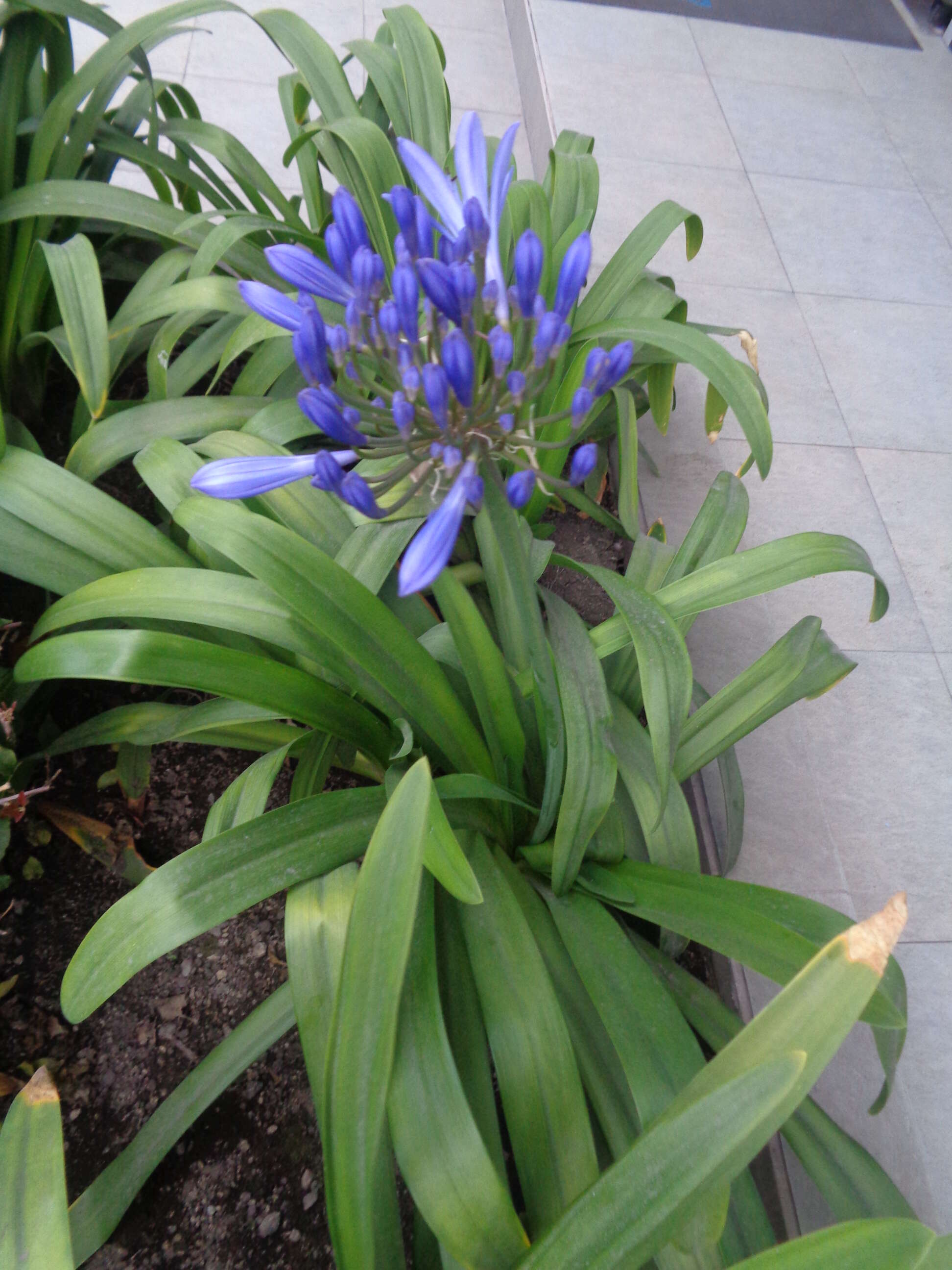 Imagem de Agapanthus praecox Willd.