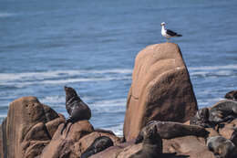 Image of South American Fur Seal