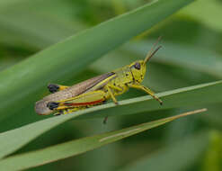 Image of Large marsh grasshopper