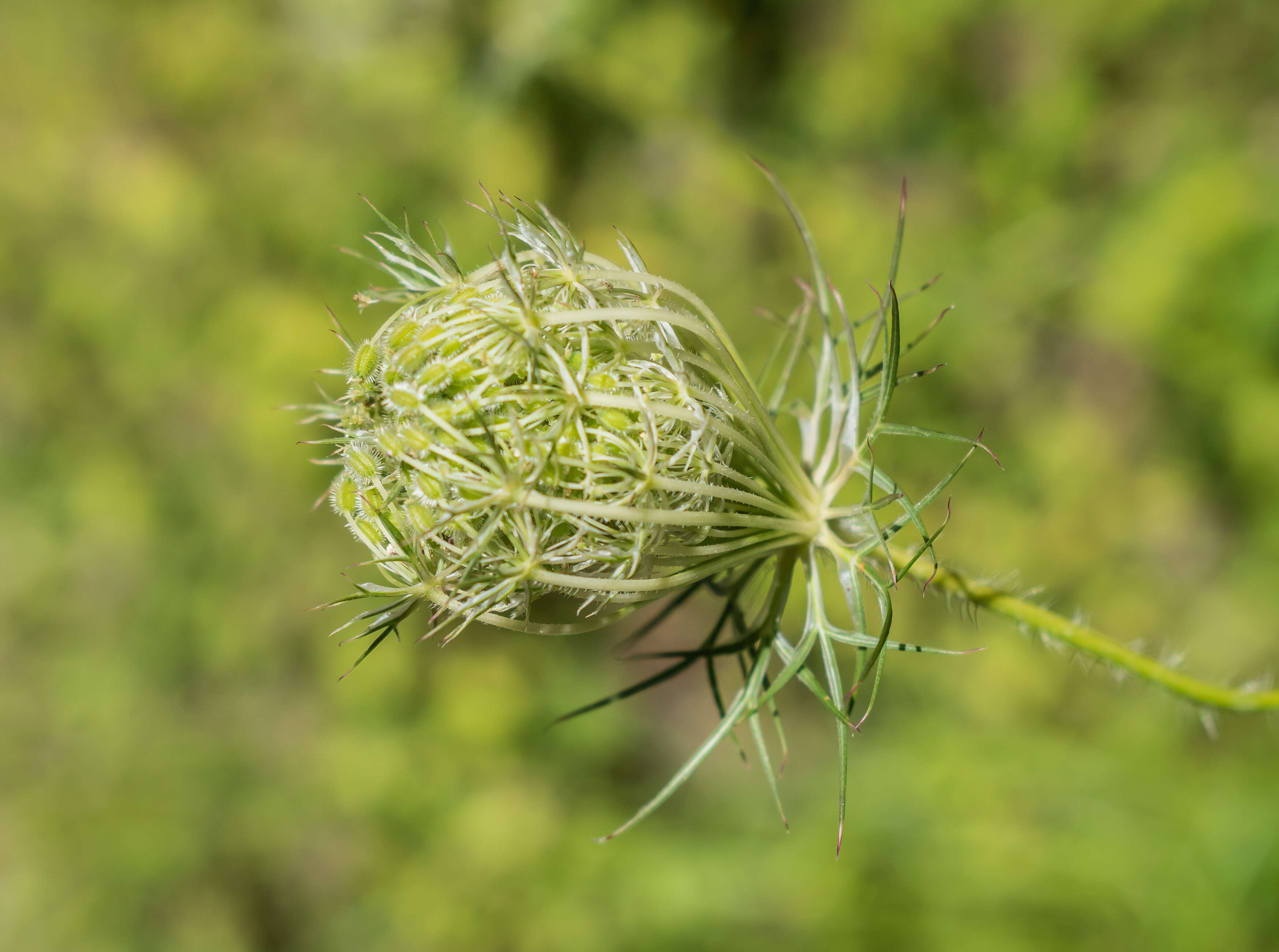 Image of Queen Anne's lace