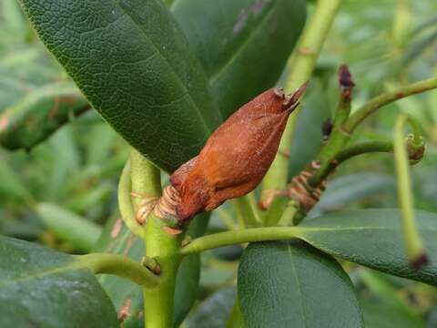 Image of Seifertia azaleae (Peck) Partr. & Morgan-Jones 2002