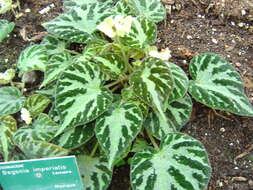 Image of Begonia imperialis Lem.