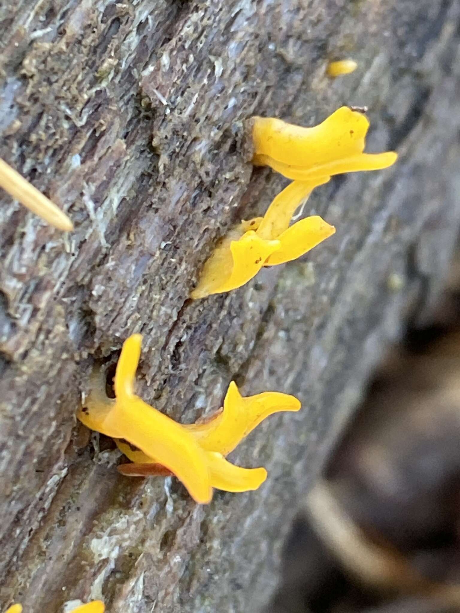 Image of Calocera cornea (Batsch) Fr. 1827