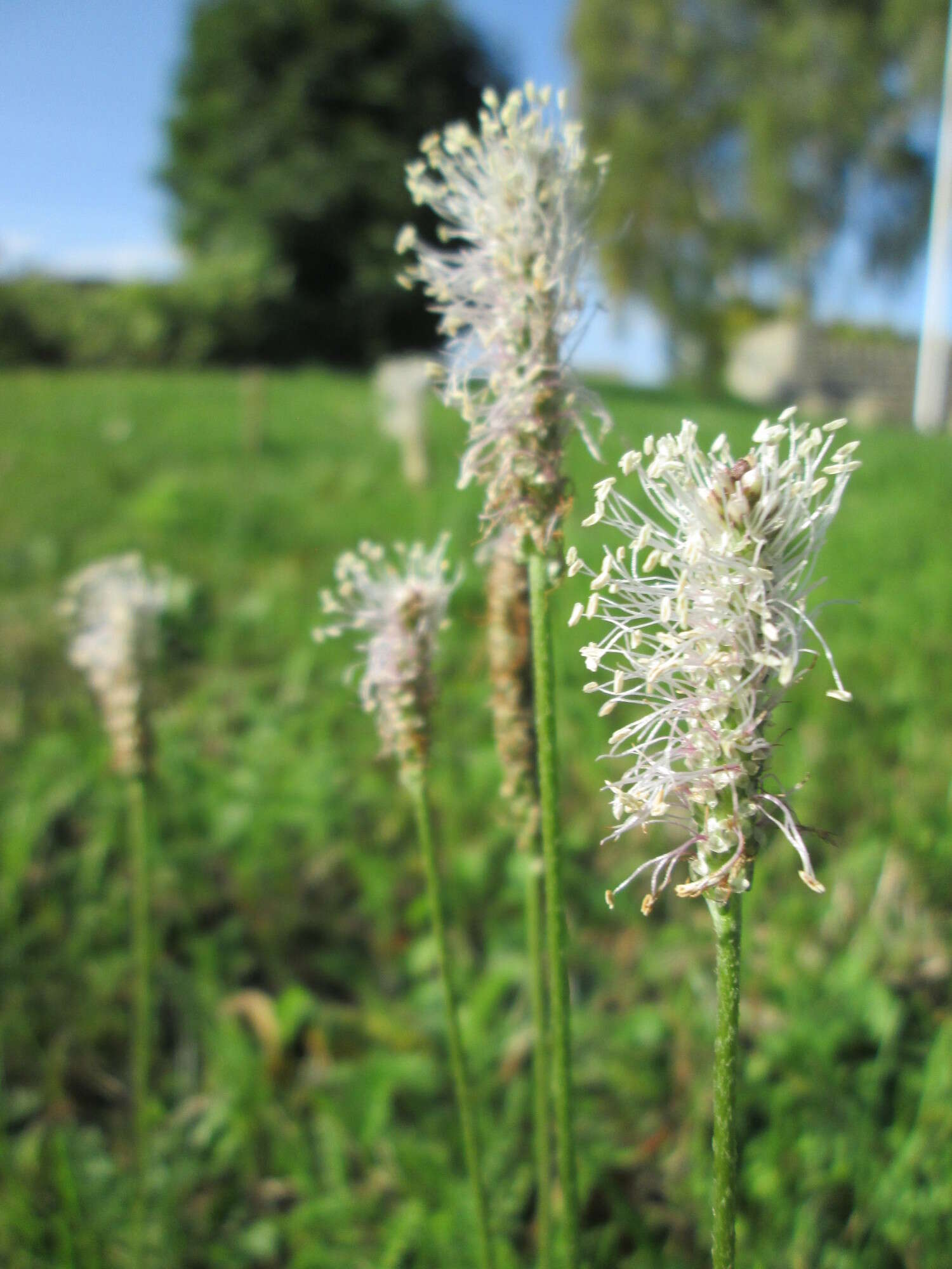 Image of Hoary Plantain