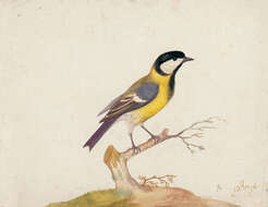 Image of Great Tit